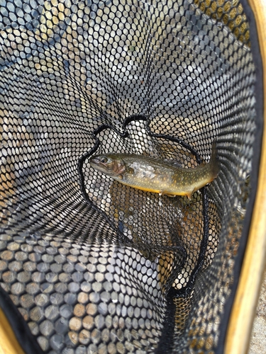 ニッコウイワナの釣果