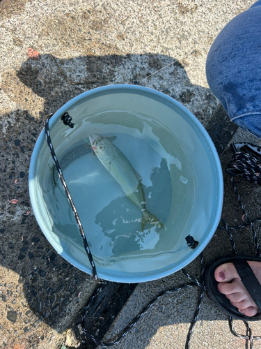 ショゴの釣果