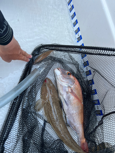 ハマチの釣果