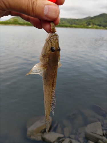 マハゼの釣果