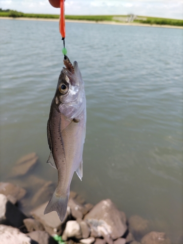 セイゴ（マルスズキ）の釣果