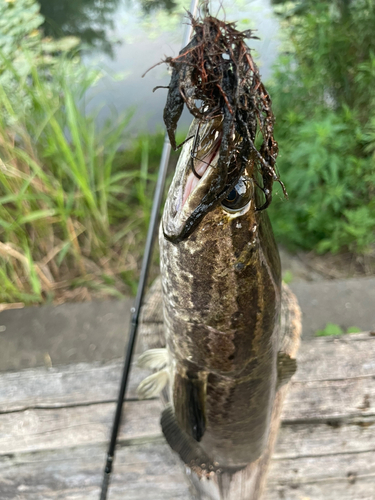 カムルチーの釣果