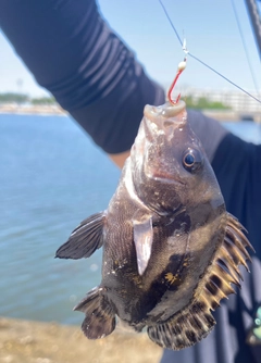 コショウダイの釣果