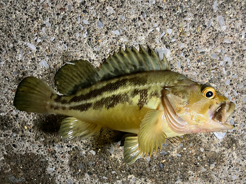 シマソイの釣果