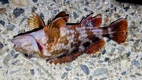 カサゴの釣果