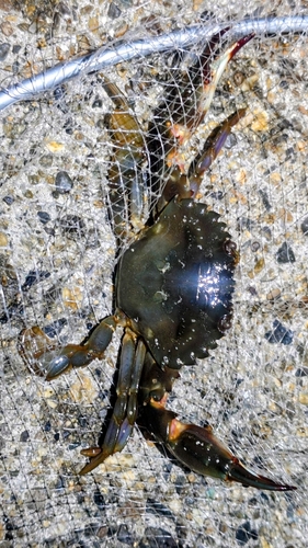 イシガニの釣果