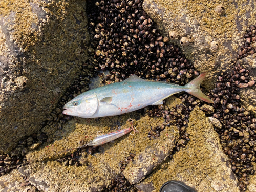 イナダの釣果