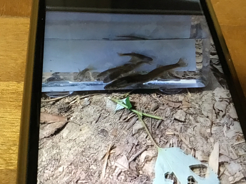 タカハヤの釣果