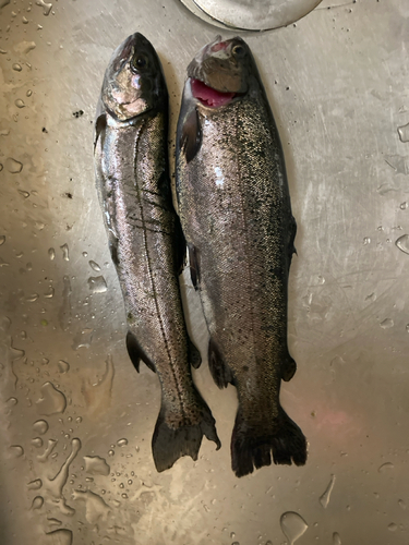 ニジマスの釣果