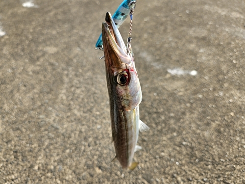 ヤマトカマスの釣果