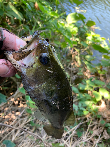 ブラックバスの釣果