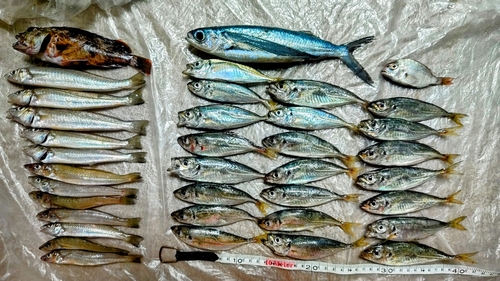 アジの釣果