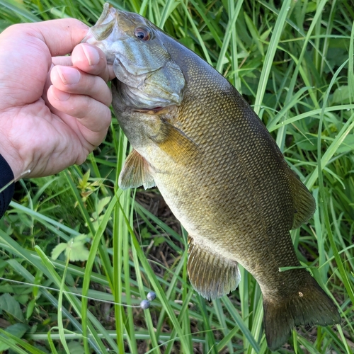 スモールマウスバスの釣果