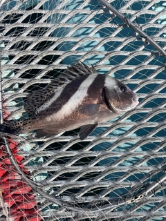 コショウダイの釣果