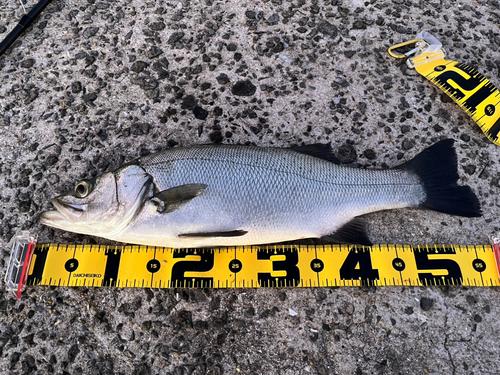 ハネ（ヒラスズキ）の釣果