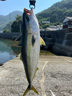 ヤズの釣果