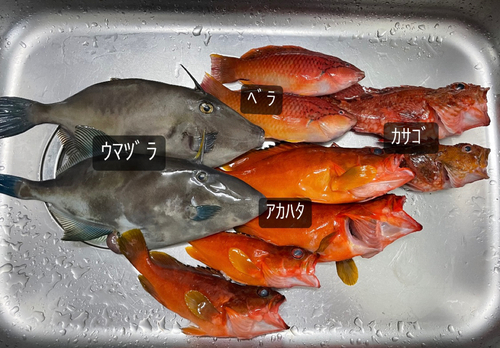 アカハタの釣果