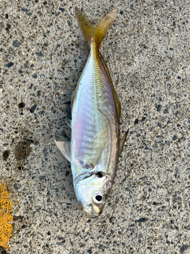 カマスの釣果