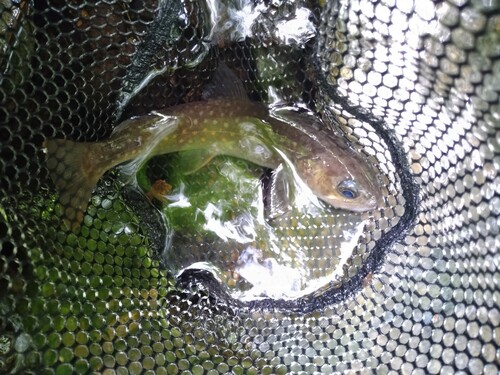 ニッコウイワナの釣果