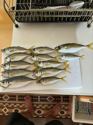 アジの釣果