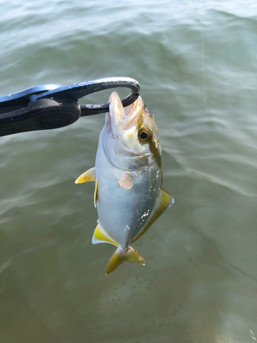 ネリゴの釣果