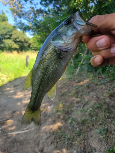 ラージマウスバスの釣果