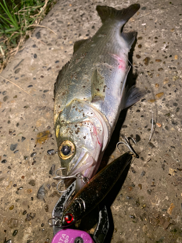 シーバスの釣果