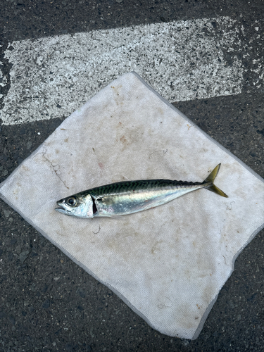 マサバの釣果