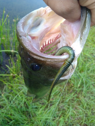 ブラックバスの釣果