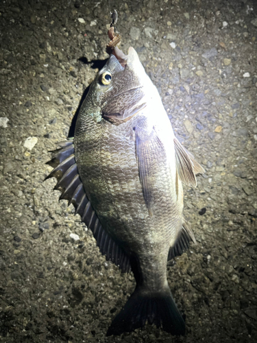 チヌの釣果