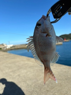 チャリコの釣果