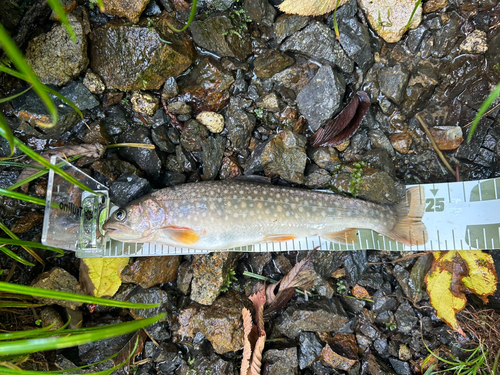 イワナの釣果