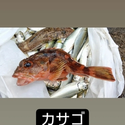 カサゴ