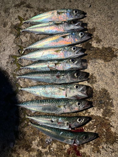 マサバの釣果