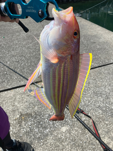 イトヨリダイの釣果