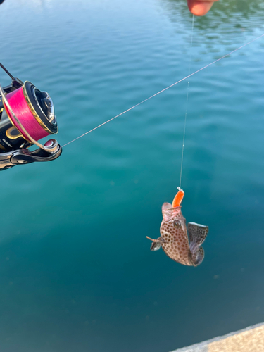 オオモンハタの釣果