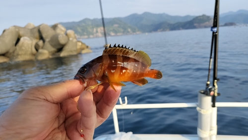 アカハタの釣果