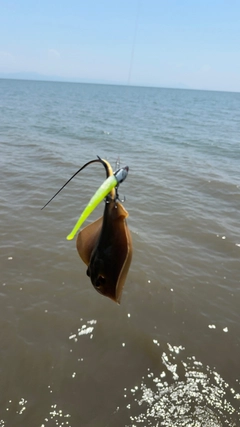 アカエイの釣果