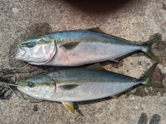 イナダの釣果