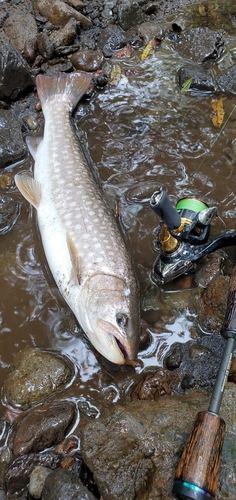 アメマスの釣果