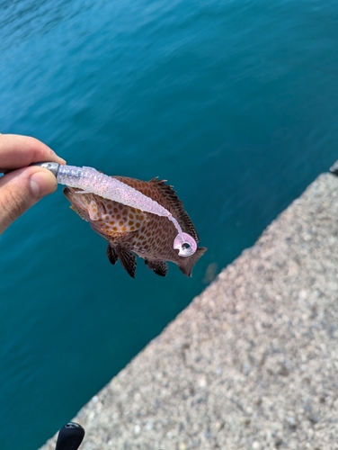 オオモンハタの釣果