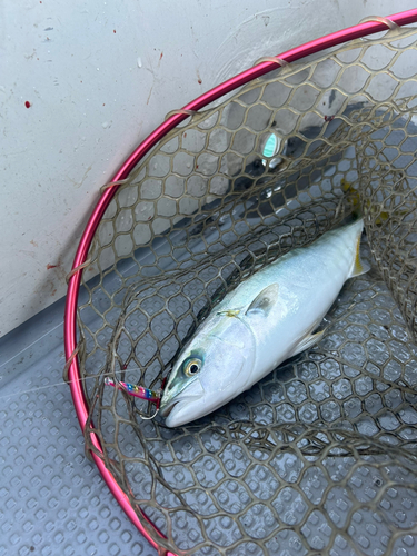 ツバスの釣果