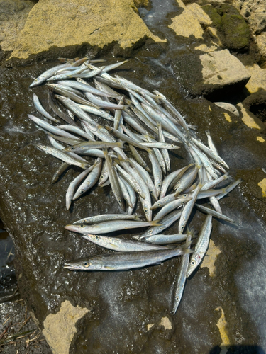 カマスの釣果