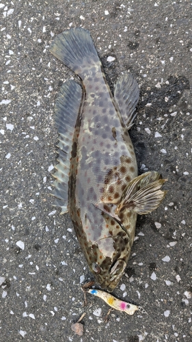 チャイロマルハタの釣果