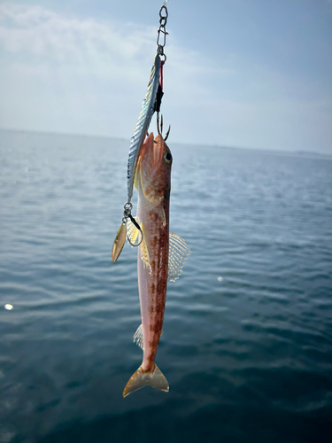 エソの釣果