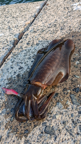 アオリイカの釣果