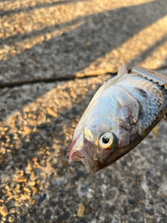 コノシロの釣果