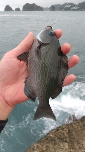 オナガグレの釣果