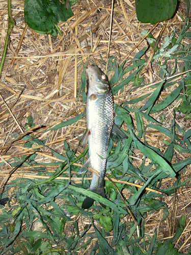 ニゴイの釣果