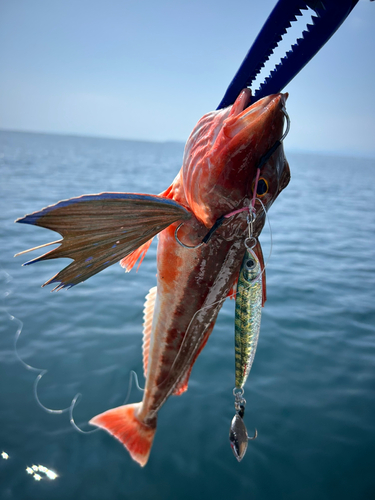 ホウボウの釣果